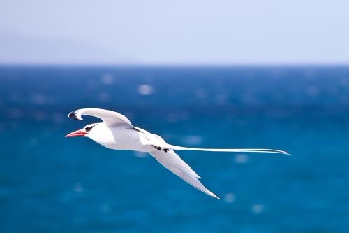 莎士比亚的天分